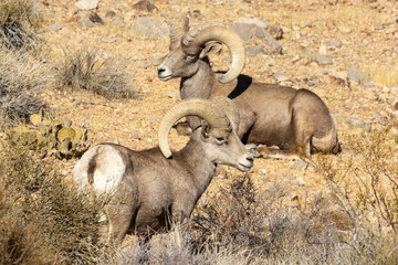 Desert Bighorn Sheep Rams in the Nevada Desert in Winter