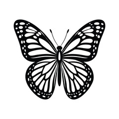 butterfly isolated silhotted on white background.