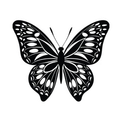 butterfly on white background