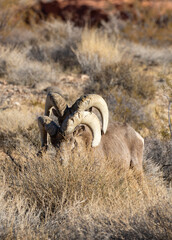 Desert Bighorn Sheep Rams in the Nevada Desert in Winter