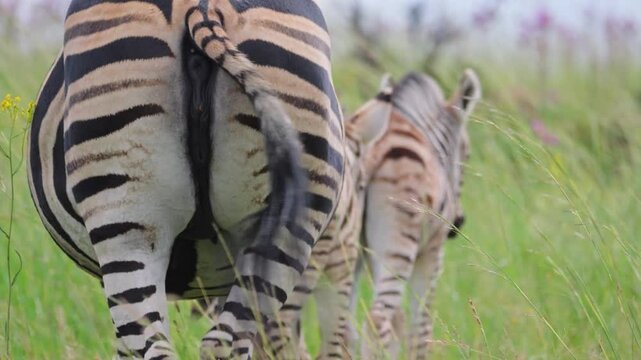 Herd of zebra with young foals walk away from camera between green grass