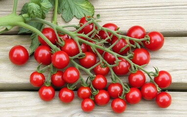 Fresh Red Cherry Tomatoes on the Vine, Wooden Background