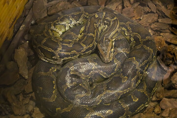 A python, curled up, lies on the ground covered with wood chips. It is brown with dark spots