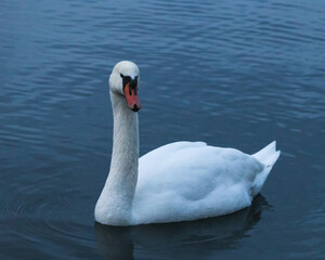 Moody Atmosphere at Lake Hallwil