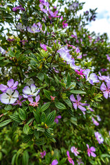 Fototapeta premium Tibouchina mutabilis