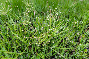 Androsace filiformis flowering plant green