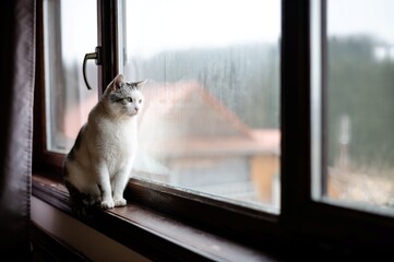 Cat gazing out the window on a rainy day reflecting a mix of curiosity and tranquility