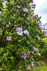 Fototapeta premium Tibouchina mutabilis