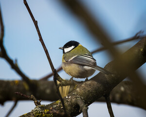 Small Bird on a Tree