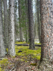Dense Forest with Mossy Ground and Tall Trees