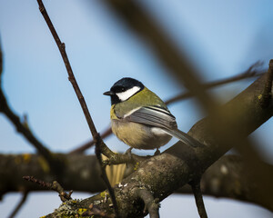 Small Bird on a Tree