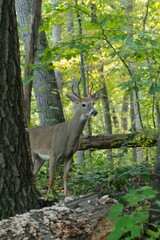 Fototapeta premium White-tailed deer behind a tree