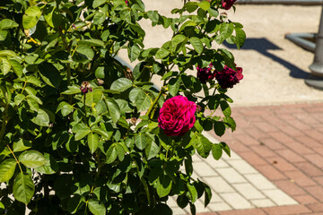 Rose Garden in Madrid. Botanical garden with different species of rare and common roses, inebriating scents. Rose arches, ponds and rose hedges accompany us on a floral journey. Love and beauty.