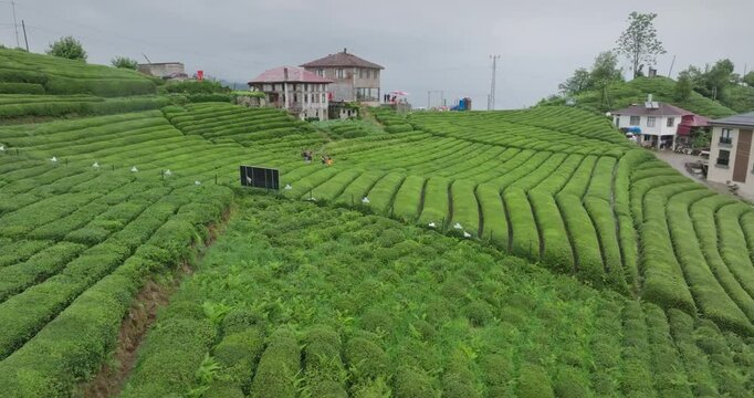The green tea fields in Rize are dazzling with the magnificent views offered by nature. Tea, the most important agricultural product of the region, is carefully cultivated in terraced fields.
