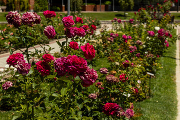 Rose Garden in Madrid. Botanical garden with different species of rare and common roses, inebriating scents. Rose arches, ponds and rose hedges accompany us on a floral journey. Love and beauty.