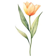 Yellow flower watercolor clipart isolated