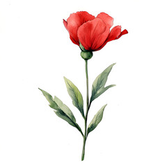 Red flower watercolor clipart isolated