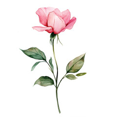 Pink flower watercolor clipart isolated