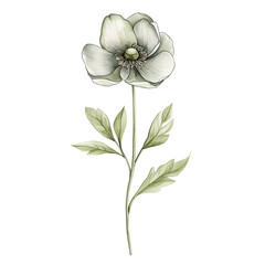 White flower watercolor clipart isolated