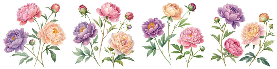 Pastel Peonies Floral Composition  Botanical Illustration, Isolated on Transparent Background, PNG, Peony, Floral, Botanical