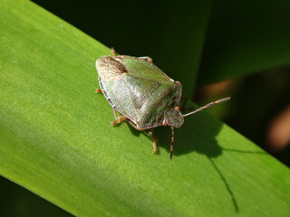The common green shield bug (Palomena prasina), changing colour from winter brown to summer green