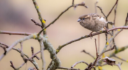 Female house sparrow perched on a tree branch.