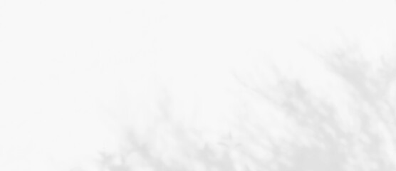 Shadow of leaves tree plant overlay on white wall. Sunlight effect shadow on the wall. Minimal blurred backdrop backgrounds. Summer tropical surface background.