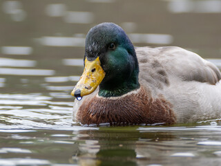 Mallard swimming in water