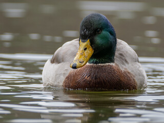 Mallard swimming in water
