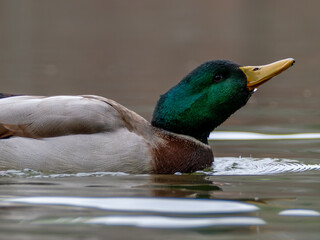 Mallard swimming in water