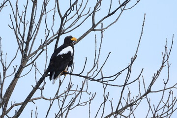 steller's eagle