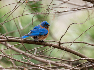 Eastern bluebird perching on limb