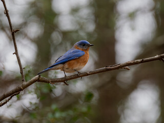 Eastern bluebird perching on limb