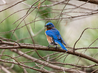 Eastern bluebird perching on limb