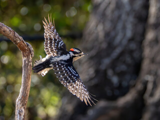 Downy woodpecker in flight