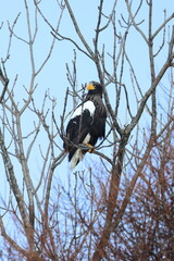steller's eagle