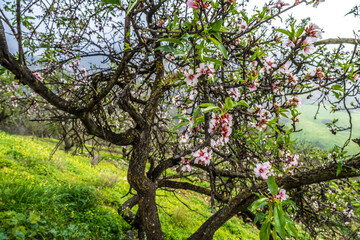 Beautiful Almond Tree in Bloom in Malaga, Andalusian Countryside Landscape