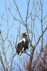 steller's eagle