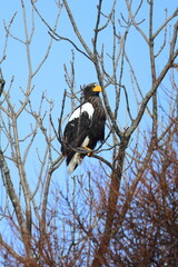 steller's eagle