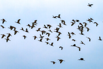 Glossy ibises flying over Doñana National Park in Spain during migration