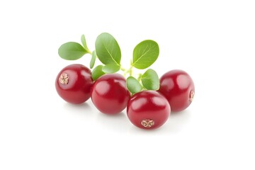 Obraz premium Lingonberry Isolated on White Background.