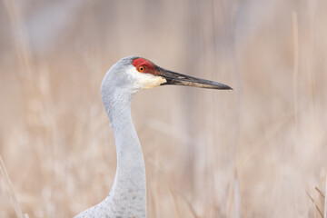 Close up shot of Sand hill crane bird