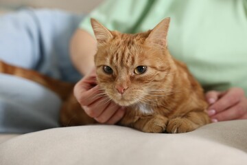 Woman with her cute ginger cat on sofa at home, closeup
