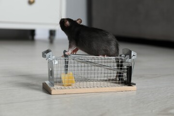 Rat on metal mouse trap with bait indoors