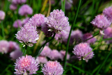 Detalle de flores y hojas originales y espectaculares