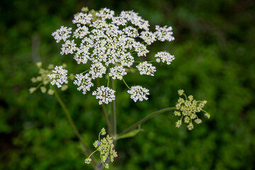 Detalle de flores y hojas originales y espectaculares