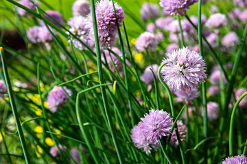 Detalle de flores y hojas originales y espectaculares