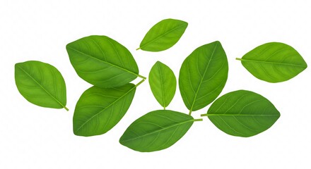 Fototapeta premium Green Leaves Isolated on White Background Natural Pattern