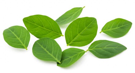 Fototapeta premium Fresh Green Leaves Isolated on White Background Studio Shot