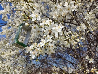 cherry tree blossom